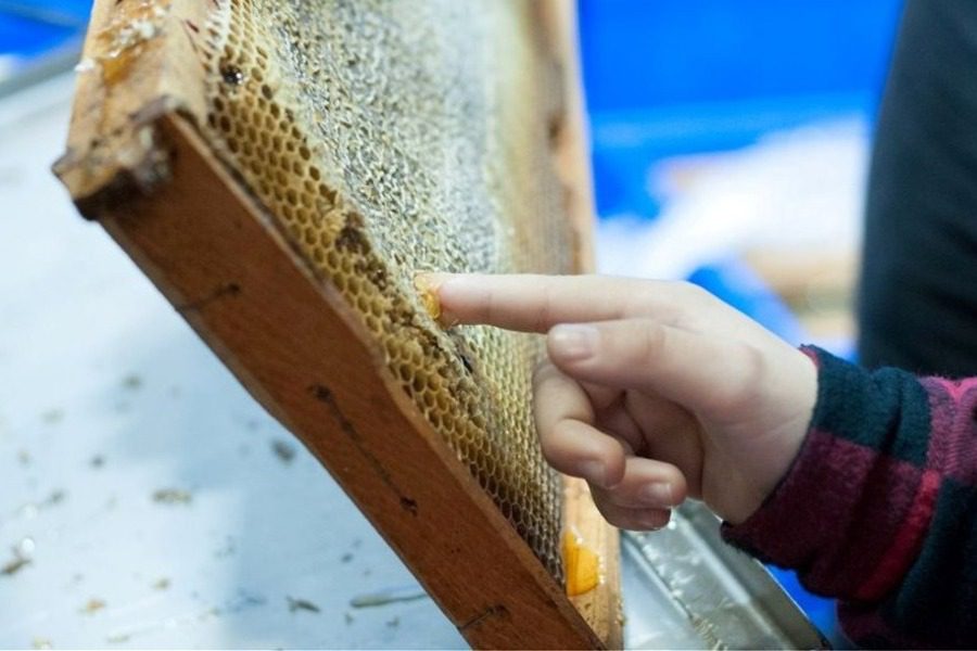 Μεγάλη συμμετοχή στο Φεστιβάλ Ελληνικού Μελιού & Προϊόντων Μέλισσας