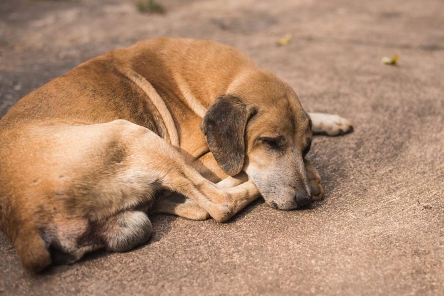 Ξεκινά το πρόγραμμα περίθαλψης αδέσποτων ζώων του Δήμου Μυτιλήνης
