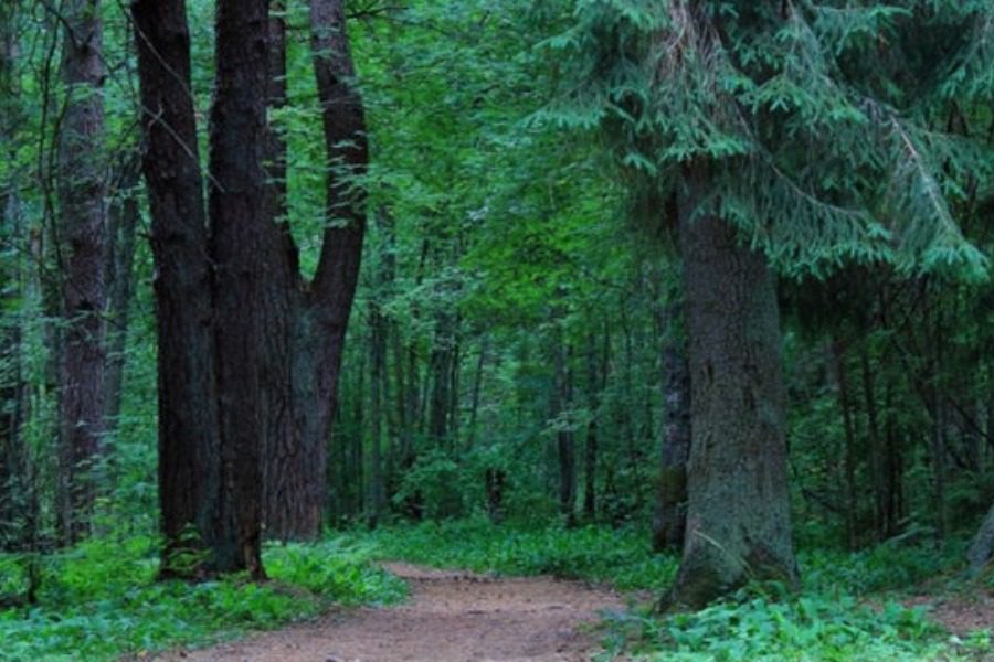 Καθολική απαγόρευση κυκλοφορίας σε δάση, εθνικούς δρυμούς και περιοχές Natura