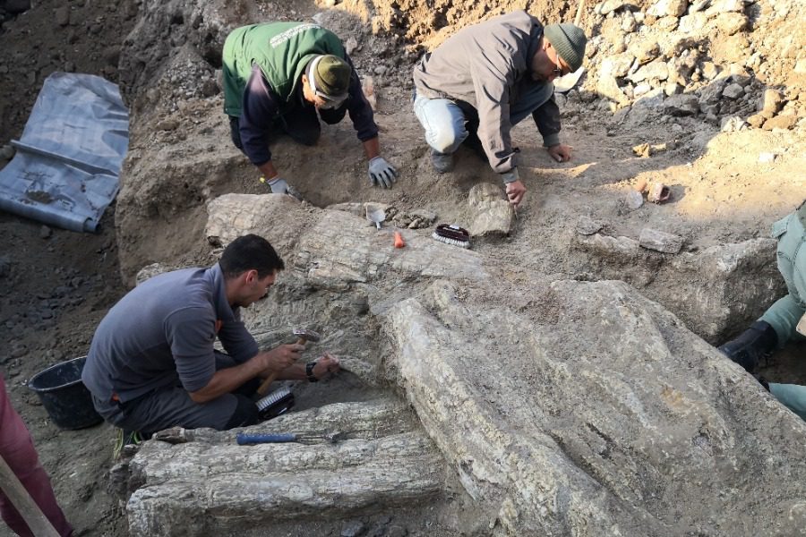 Εντυπωσιακοί 14 απολιθωμένοι κορμοί στο Σίγρι