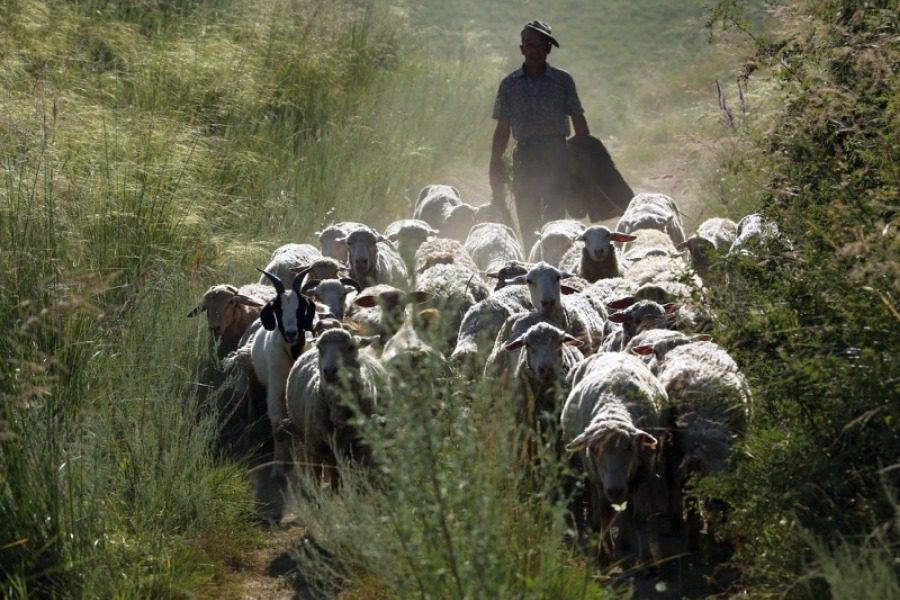Κανονικά οι επιδοτήσεις στους κτηνοτρόφους που επλήγησαν από ζωονόσους