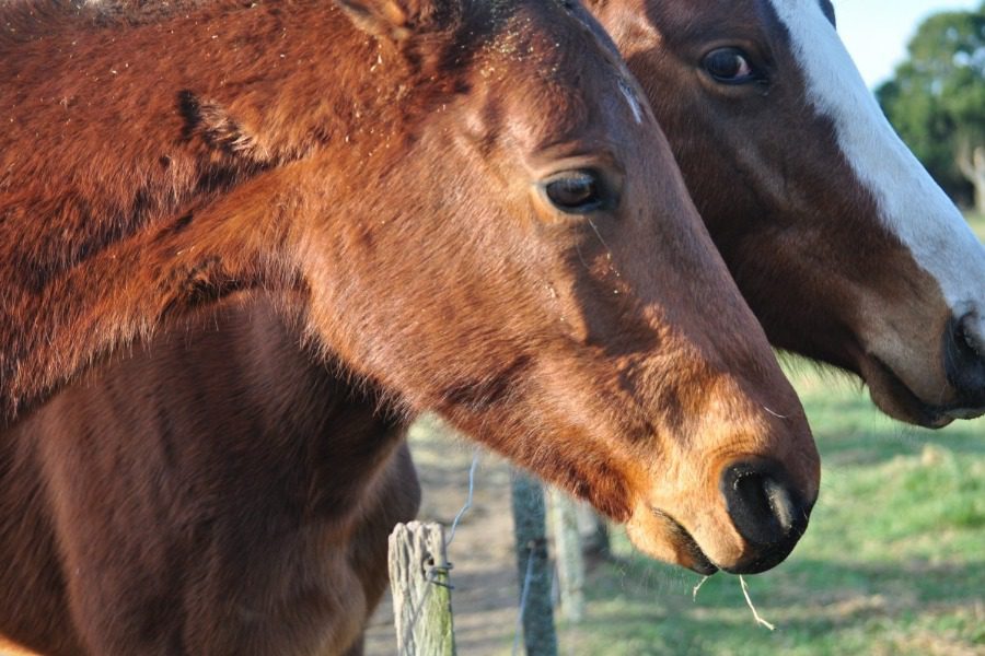 «Να τηρηθεί η νομοθεσία για την προστασία των ιπποειδών στη Λέσβο»