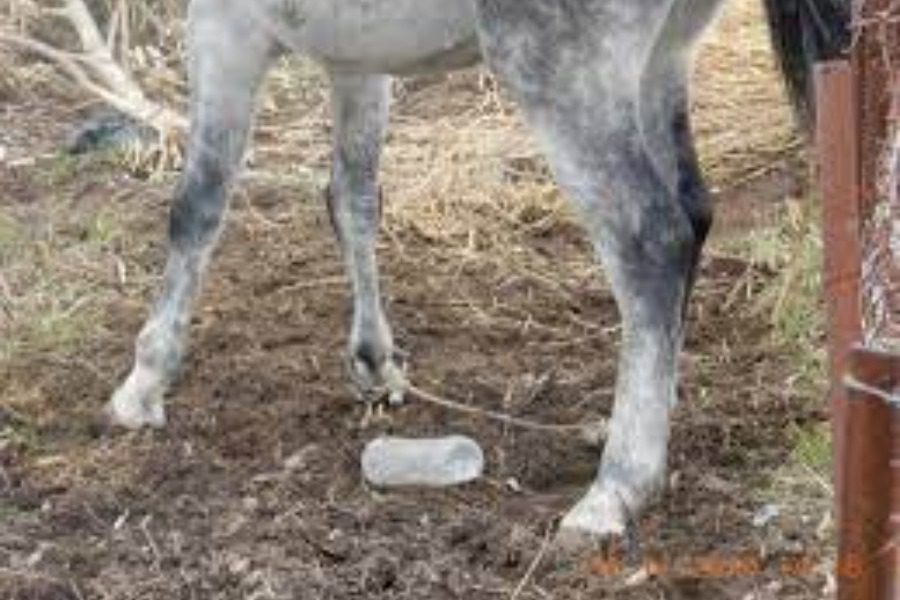 Παρατημένο άλογο σε αγρόκτημα στη Μήθυμνα 