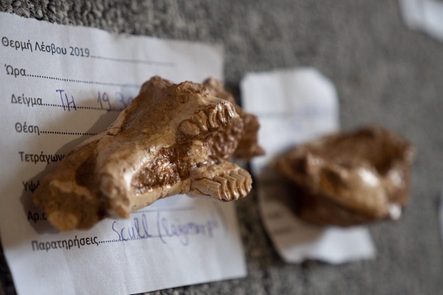 Η Λέσβος, ένα απολιθωμένο «τζουράσικ παρκ» ηλικίας δυο εκατομμυρίων ετών