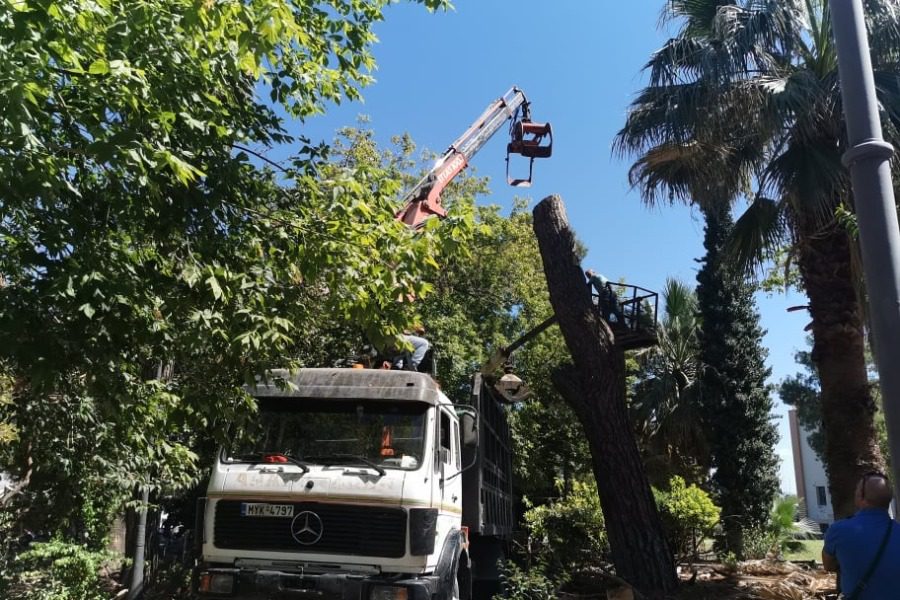 Διακοπή κυκλοφορίας στη Μυτιλήνη  λόγω κοπής δέντρων 