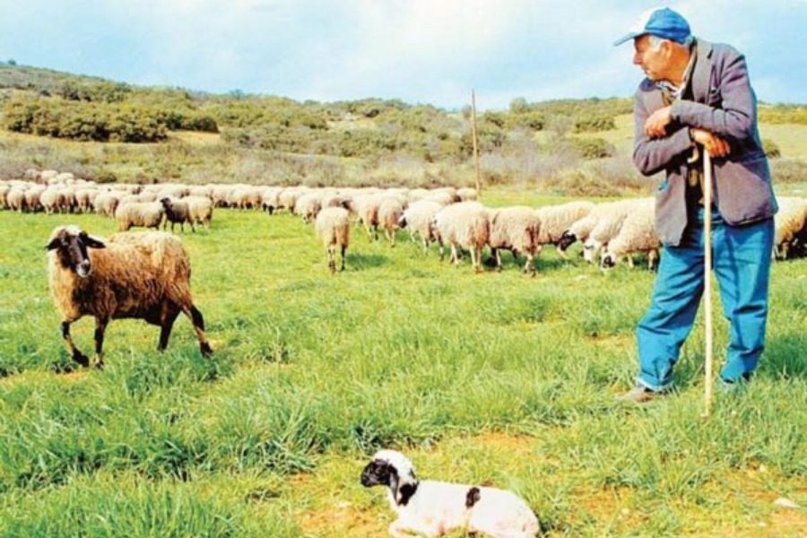 Μείωση του κόστους παραγωγής διεκδικούν οι κτηνοτρόφοι
