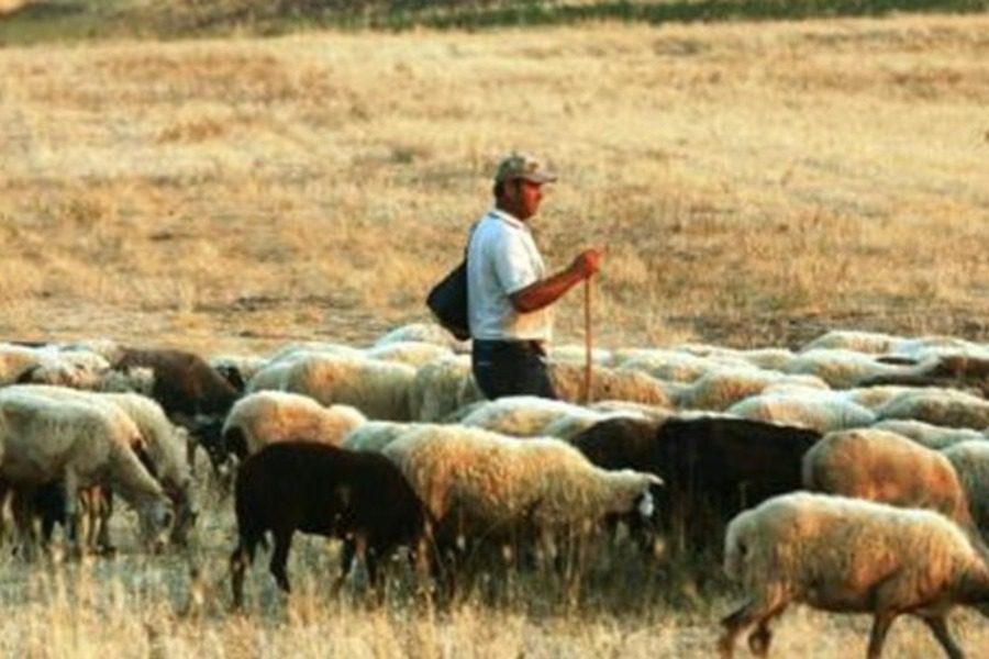 «Η κυβέρνηση της Ν.Δ. τιμωρεί τους κτηνοτρόφους της Λέσβου»