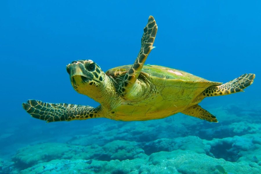 Σεμινάριο για τις θαλάσσιες χελώνες στη δυτική Λέσβο