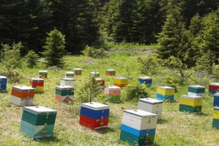 Επιδοτούμενα προγράμματα μελισσοκομίας