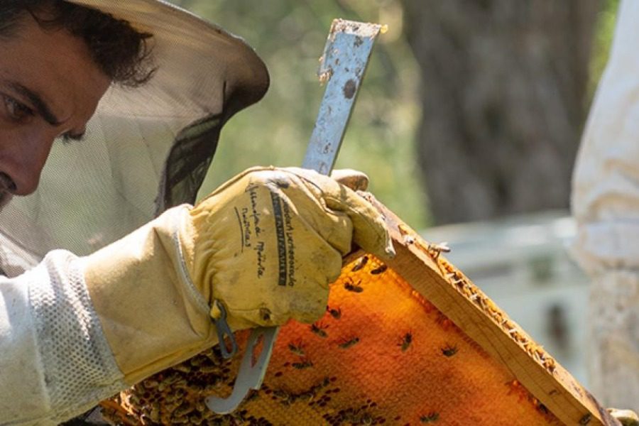 Επιδοτούμενες δράσεις για τους μελισσοκόμους