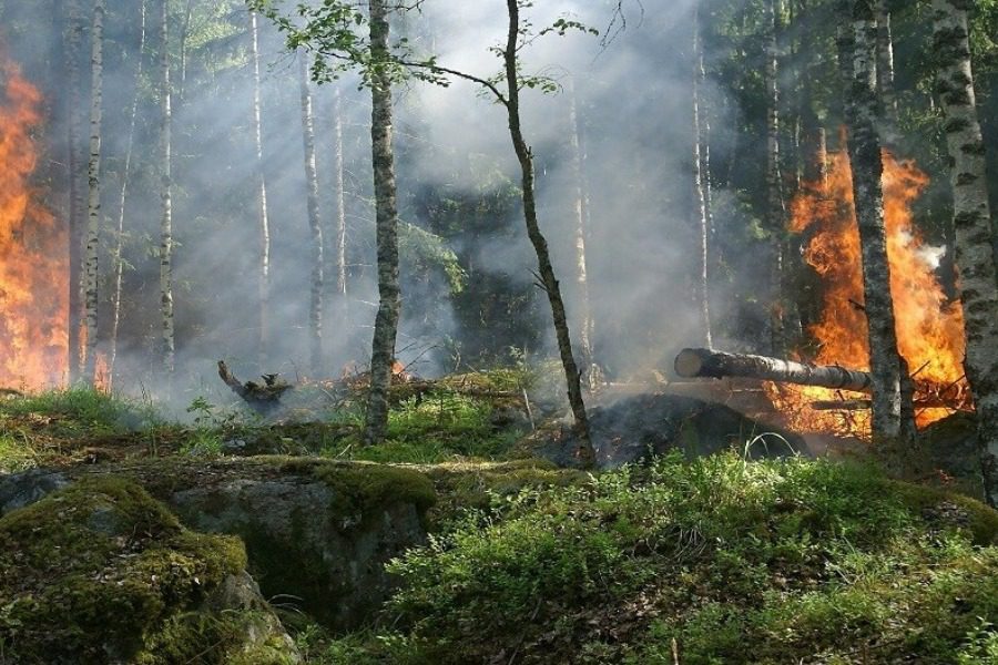 Παρεμβάσεις/μέτρα για την αντιμετώπιση των δασικών πυρκαγιών