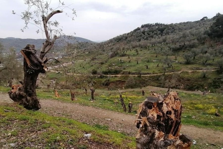 Έκλεψαν 5,5 τόνους… ξύλα από ελαιόκτημα στη Μόρια