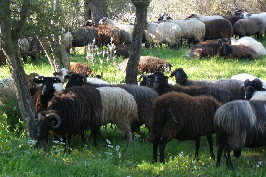 Κίνδυνος απώλειας επιδοτήσεων για τους κτηνοτρόφους της Λέσβου