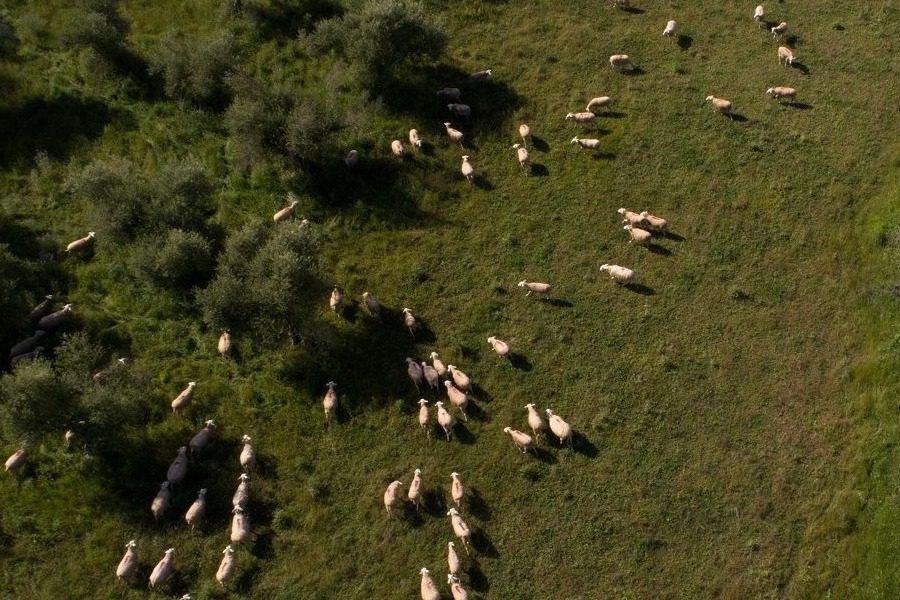 Για το Μητρώο Αιγοπροβάτων καλούνται οι κτηνοτρόφοι