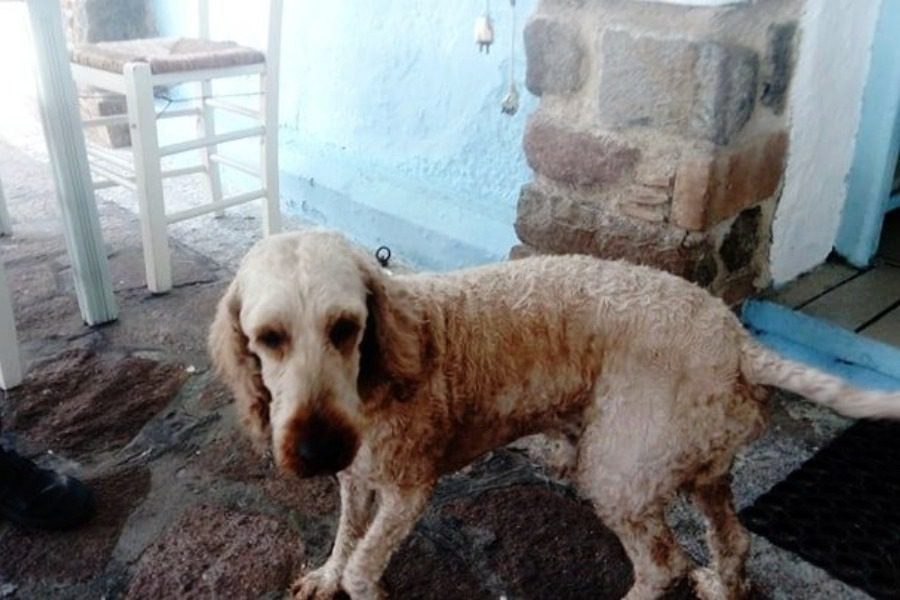 Πυροβόλησαν σκύλο με αεροβόλο στην Ερεσό