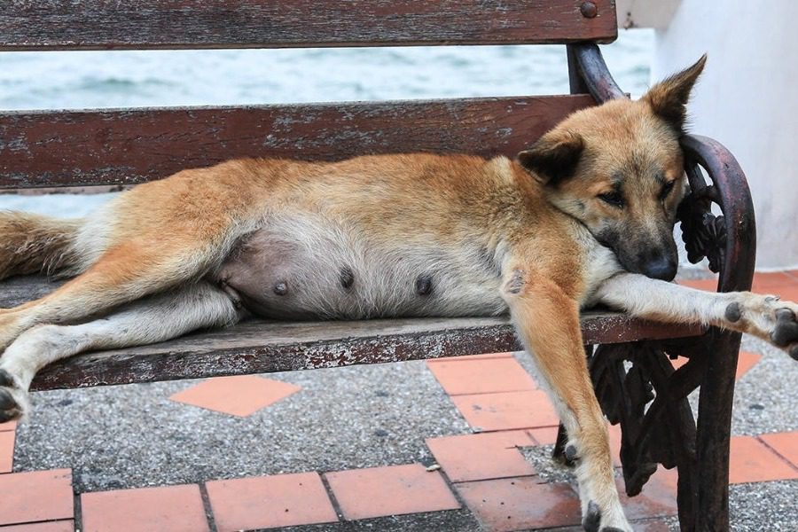 Μέριμνα για τα αδέσποτα ζώα συντροφιάς από το Δήμο Μυτιλήνης