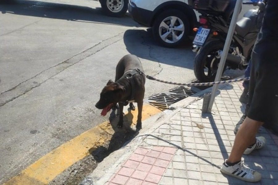 Κακοποίηση σκύλου μέρα μεσημέρι στην προκυμαία Μυτιλήνης
