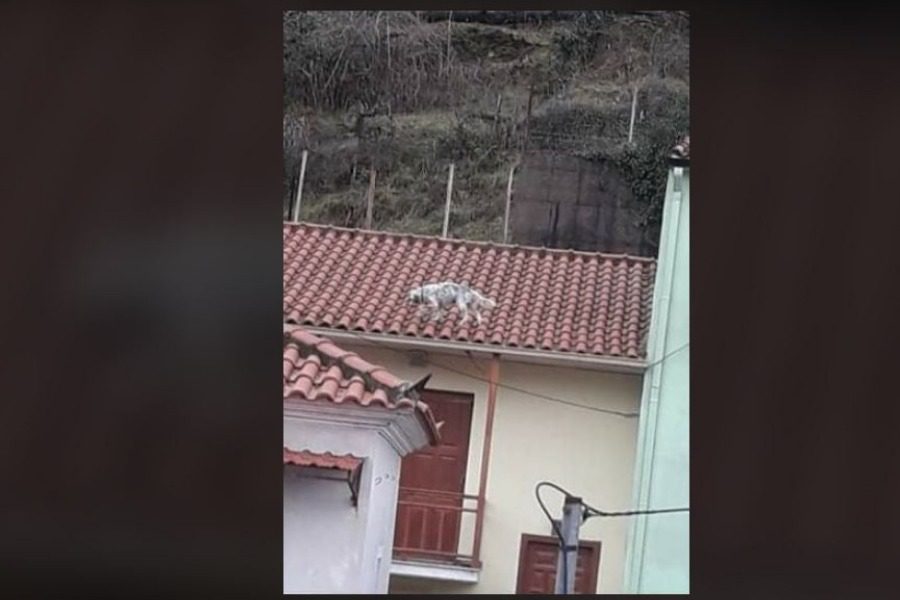 Έψαχνε τον σκύλο του και ήταν πάνω σε σκεπή