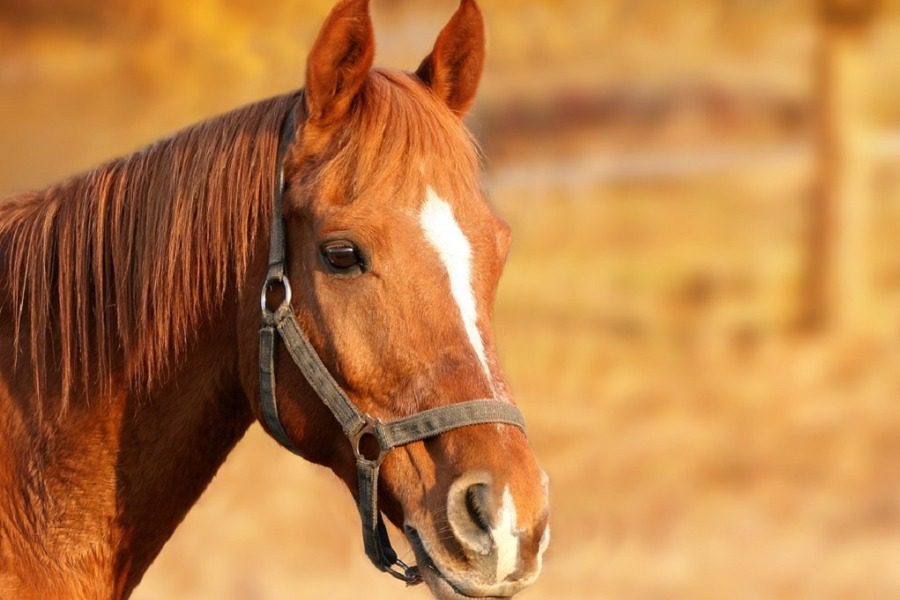 Η πρώτη καταδίκη για παστουρωμένο άλογο στη Λέσβο 