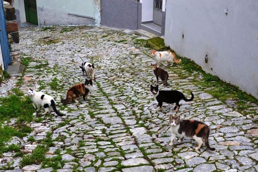 Οι γάτες της Μυτιλήνης,  πρόσφυγες… στην Καβάλα!