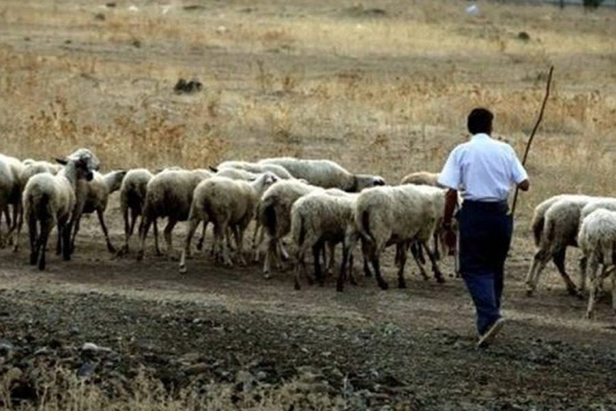 ΣΥΡΙΖΑ: Μένουν εκτός επιδότησης ζωοτροφών πολλοί κτηνοτρόφοι