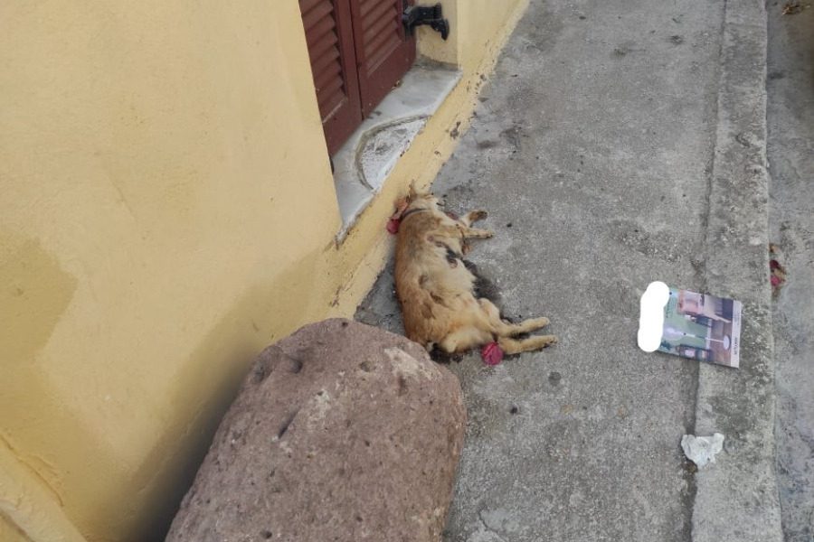 Νεκρός γάτος στο κέντρο της Μυτιλήνης