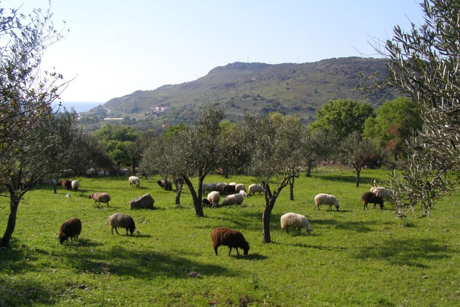Στην Greek Family Farm το γάλα του Συνεταιρισμού Σκαλοχωρίου