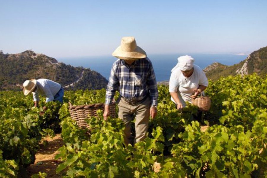 Στα 38.600 εκατόλιτρα η παραγωγή κρασιού στην Σάμο