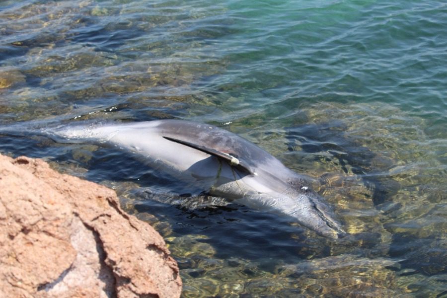 Νεκρό δελφίνι στον Παλιό Μανταμάδου 