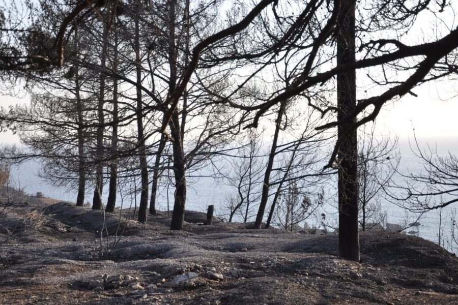 Πάνω από 600 στρέμματα καμένης δασικής γης στη Χίο 
