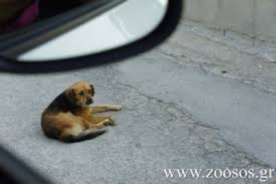 Αντιδήμαρχος Χίου τραυμάτισε θανάσιμα σκύλο και τον παράτησε