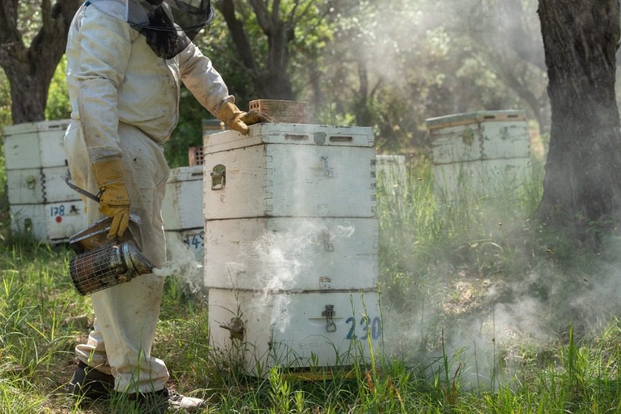 Επιδοτούμενα προγράμματα μελισσοκομίας
