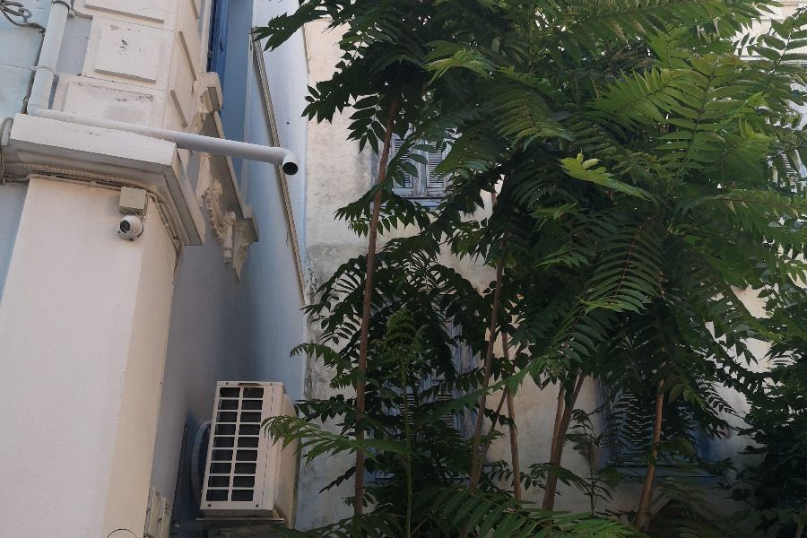 Δύο αδέσποτες γλάστρες με χασις στο αρχοντικό του Υπουργείου Παιδείας στην οδό Αλκαίου 