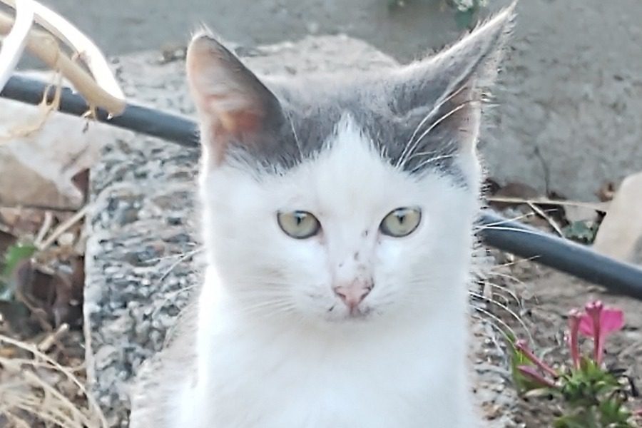 Χάθηκε γάτος από την περιοχή Αγίου Ιωάννη Καλυβίτη