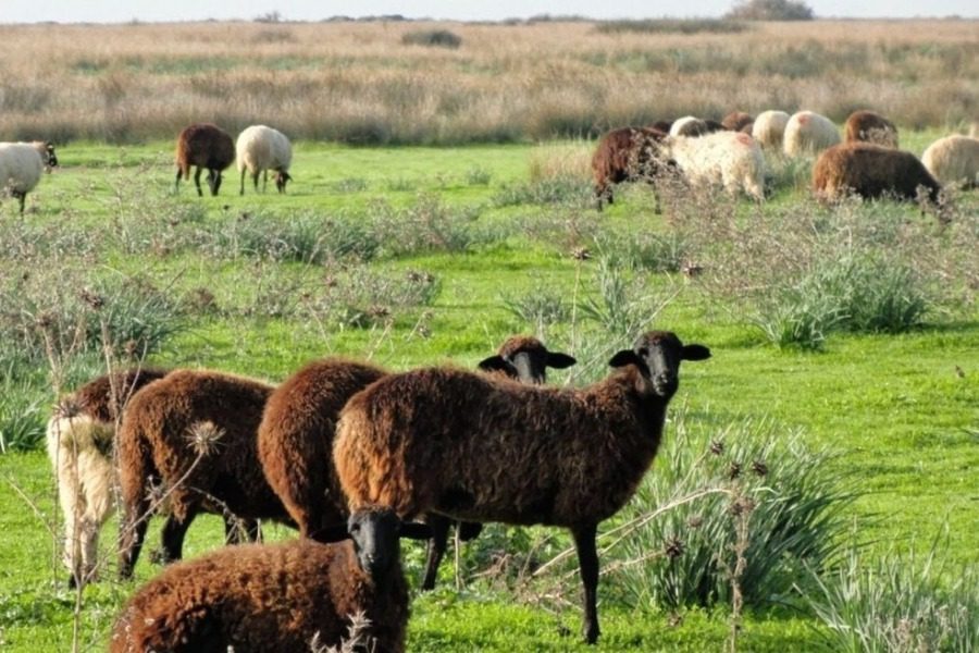 «Εμπαιγμός κτηνοτρόφων νησιωτικής Ελλάδας από την Κυβέρνηση»