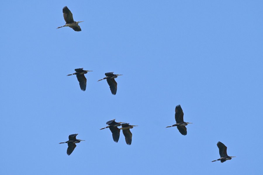 Ανοιξιάτικη μετανάστευση πουλιών στη Λέσβο