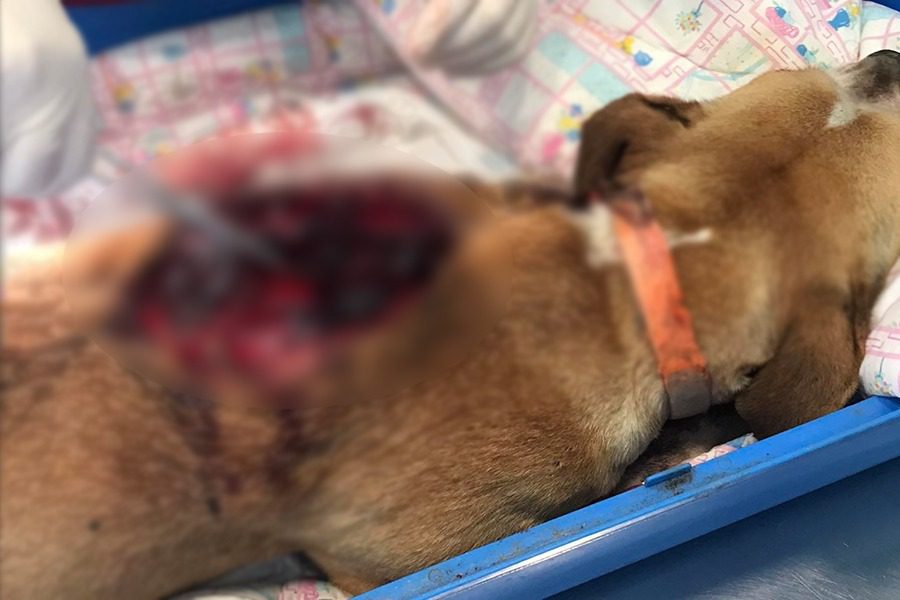 Πυροβόλησαν αδέσποτη σκυλίτσα στον Παπάδο